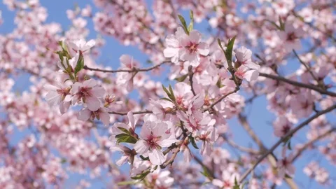 Pink cherry blossom Stock Footage 108452508