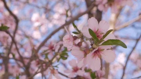Pink cherry blossom Stock Footage 108452546
