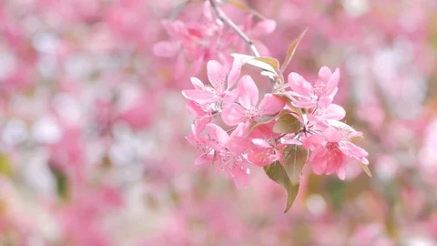 Pink cherry blossom Stock Footage 108452565