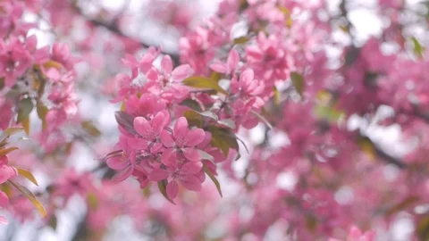 Pink cherry blossom Stock Footage 108452576
