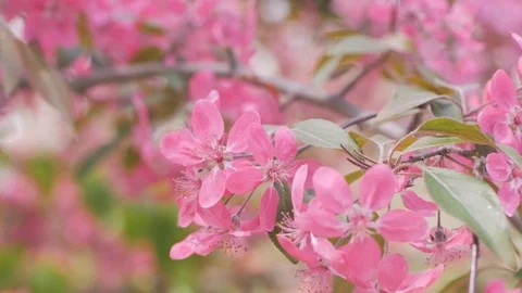 Pink cherry blossom Stock Footage 108452584