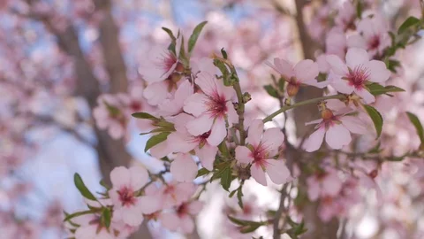 Pink cherry blossom Stock Footage 108452585