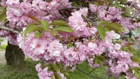 Pink cherry blossom Stock Footage 153970647
