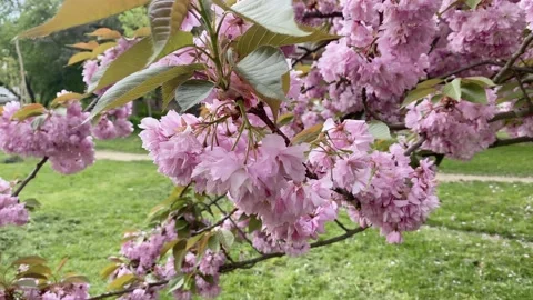 Pink cherry blossom Stock Footage 153970657