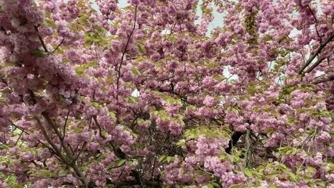 Pink cherry blossom Stock Footage 153970658