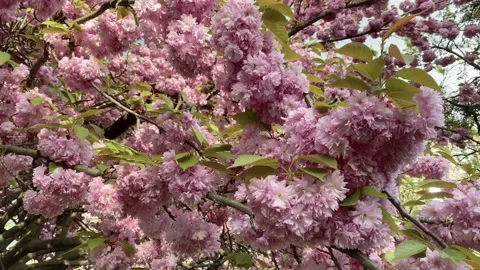 Pink cherry blossom Stock Footage 153970659