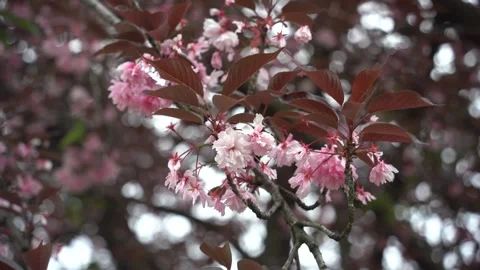 Pink cherry blossom Stock Footage 275387967