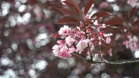 Pink cherry blossom Stock Footage 275387982