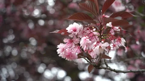 Pink cherry blossom Stock Footage 275388002