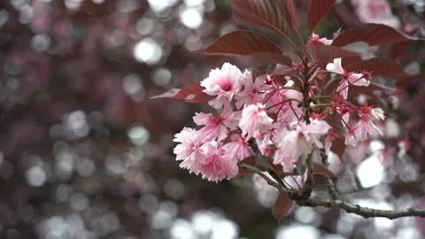 Pink cherry blossom Video stock 275388009