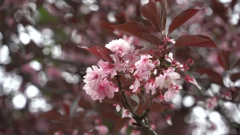 Pink cherry blossom Stock Footage 275388010