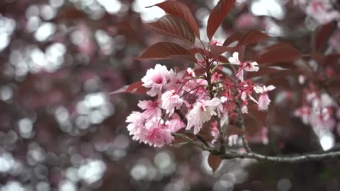 Pink cherry blossom Stock Footage 275388011