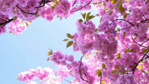 Pink Cherry Blossom Frame Stock Footage 192451661
