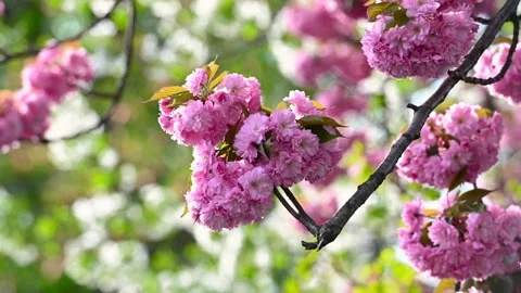 Pink cherry blossom in full bloom. Stock Footage 285553604