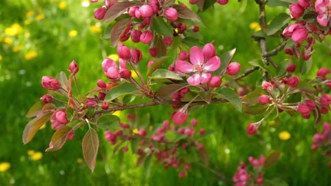 Pink Cherry Blossom With Grass Background Slow Motion Stock Footage 190522762