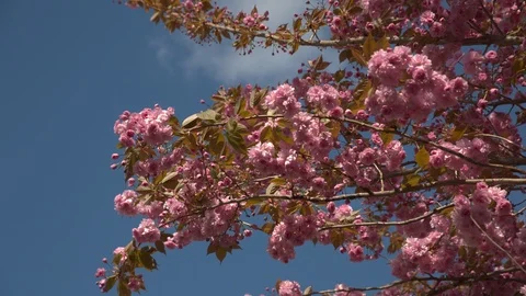 Pink cherry blossom in a light wind against a blue sky Video stock 107324637