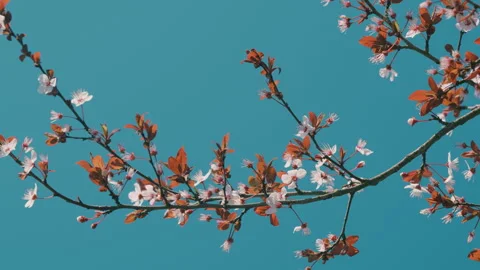 Pink Cherry Blossom Or Plum Flowers Blooming On Tree. Branch Of A Blossoming Stock Footage 262575559