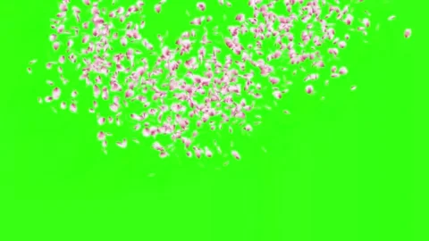Pink cherry blossom petals exploding and swirling upward in slow motion Stockbeeldmateriaal 347148894