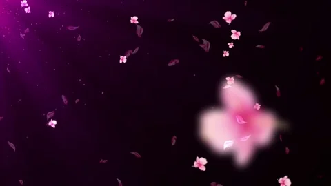 Pink Cherry Blossom Petals Falling Loop Background Stock Footage 320816536