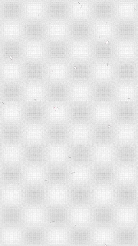 Pink cherry blossom petals falling from top animation on transparent background Stock Footage 330448924