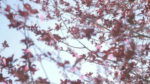 Pink cherry blossom petals falling from tree branches in a soft breeze during a Stock Footage 338440649