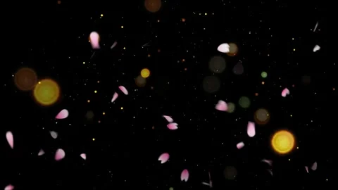 Pink cherry blossom petals falling. Sakura flower petals floating with golden Video stock 340118726