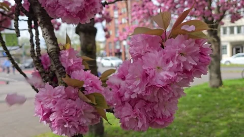 Pink Cherry Blossom Petals Falling from Branches Stock Footage 341964506