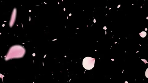 Pink cherry blossom petals falling on black background for spring overlay Stock Footage 344918967
