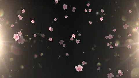 Pink cherry blossom petals falling downward amidst glowing golden light flares Stock Footage 345334748