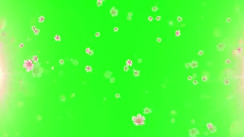 Pink cherry blossom petals falling downward against a bright vibrant green Stock Footage 345334790
