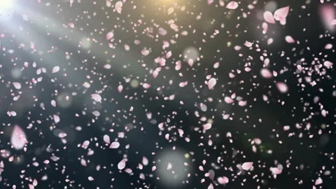 Pink cherry blossom petals falling in soft sunlight against a dark background 库存影片 345626765