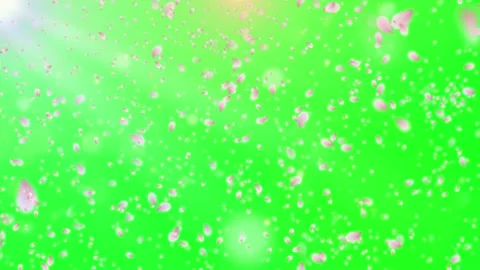 Pink cherry blossom petals falling on a bright green screen background 库存影片 345626770