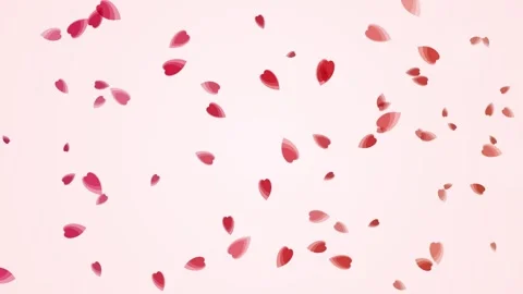 Pink Cherry Blossom Petals Falling Gently - Soft Floral Background Stock Footage 346660040