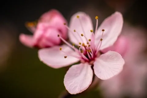 Pink cherry blossom Stock Photos