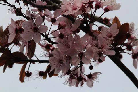 Pink cherry blossom Stock Photos