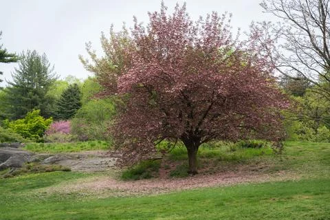 Pink cherry blossom Stock Photos