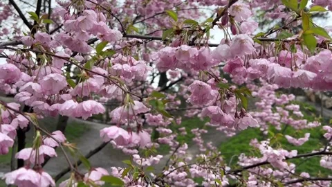 Pink cherry blossom with rain in spring, Japanese sakura flowers in spring Stock Footage 239763059