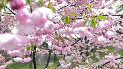 Pink cherry blossom with rain in spring, Japanese sakura flowers in slow motion Stock Footage 239765793