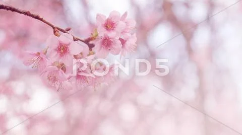 Pink cherry blossom retro vintage Stock-Fotos