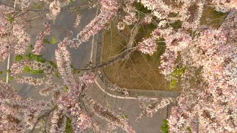 Pink cherry blossom sakura Stock-Footage 88262840
