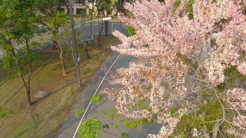 Pink cherry blossom sakura Video stock 88262843