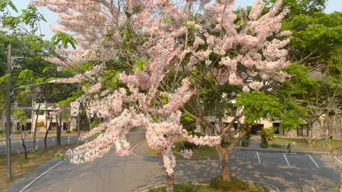Pink cherry blossom sakura Stock-Footage 88263104