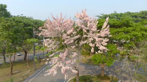 Pink cherry blossom sakura Video stock 88263187