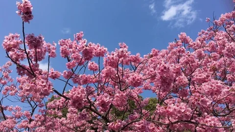 Pink Cherry Blossom Sakura in spring Stock Footage 75066220