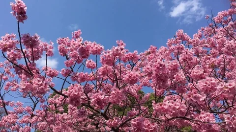 Pink Cherry Blossom Sakura in spring Stock Footage 75066228