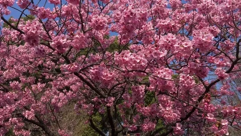 Pink Cherry Blossom Sakura in spring Stock Footage 75066232