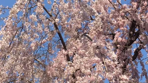 Pink Cherry Blossom Sakura in spring Stock Footage 75066234