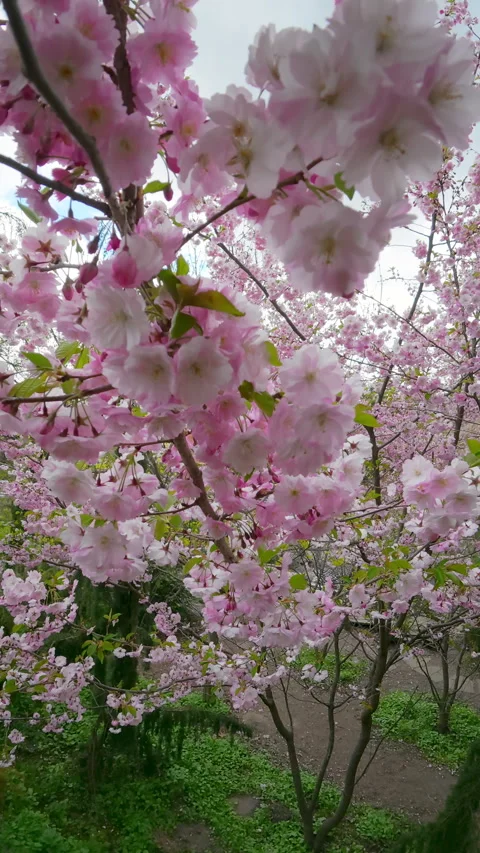 Pink Cherry Blossom Sakura Tree In Spring Park Orchard Stock-Footage 341949512