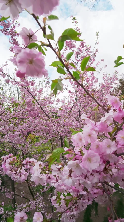 Pink Cherry Blossom Sakura Tree In Spring Park Orchard Stock Footage 346146059