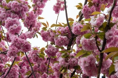 Pink cherry blossom sakura tree isolated on white background Stock Photos
